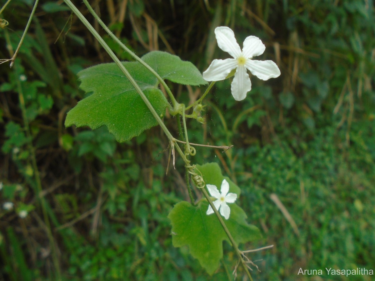 Trichosanthes tubiflora (Wight & Arn.) H.J.de Boer